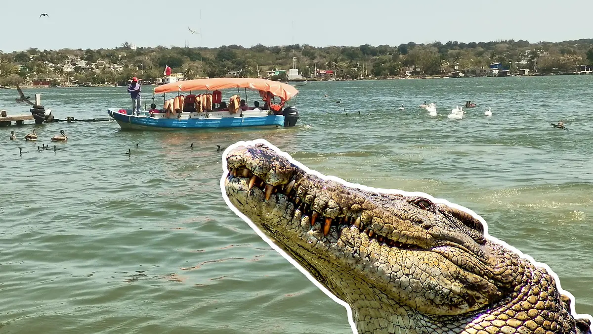 Se reportó que un cocodrilo de dos metros merodea el muelle del paso Emiliano Zapata en el río Pánuco Alfredo Márquez y Canva (Imagen de aspecto)